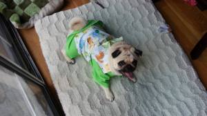 10001119_845146802168098_6083427153896554915_o