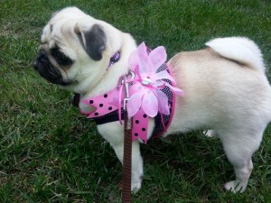 20131017_140834 (800x600)