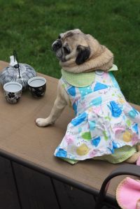 Dogdress